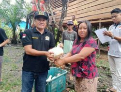 Desa Tumbang Titi Berhasil Kembangkan Program Ketahanan Pangan Ayam Potong.