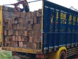 Ilegal Logging di Desa Randau Jungkal perlu penindakan.