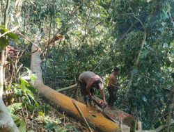 Kegiatan Illegal Logging di Lamandau, Kalteng